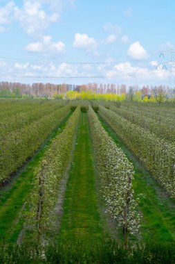 Hollanda, Zeeland 'deki meyve bahçelerinde armut ağaçlarının bahar beyaz çiçeği.