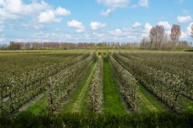 Hollanda, Zeeland 'deki meyve bahçelerinde armut ağaçlarının bahar beyaz çiçeği.