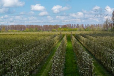 Hollanda, Zeeland 'deki meyve bahçelerinde armut ağaçlarının bahar beyaz çiçeği.