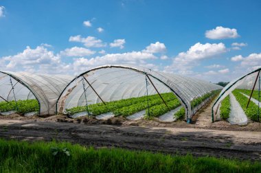 Hollanda 'da plastik film ve tarımla kaplı açık sera inşaatlarında yetişen çiçek açan çilek bitkileri.
