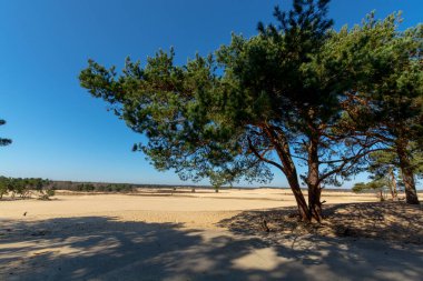 Kuzey Brabant 'taki Hollanda ulusal parkında yürüyüş yolları sarı kumlu kum tepeleri, çam ağacı ormanı ve kurumuş çöl bitkileri, doğa geçmişi