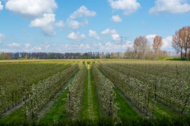 Hollanda, Zeeland 'deki meyve bahçelerinde armut ağaçlarının bahar beyaz çiçeği.