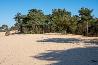 Kuzey Brabant 'taki Hollanda ulusal parkında yürüyüş yolları sarı kumlu kum tepeleri, çam ağacı ormanı ve kurumuş çöl bitkileri, doğa geçmişi