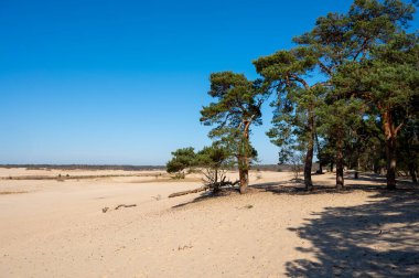 Kuzey Brabant 'taki Hollanda ulusal parkında yürüyüş yolları sarı kumlu kum tepeleri, çam ağacı ormanı ve kurumuş çöl bitkileri, doğa geçmişi
