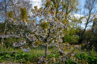 Hollanda, Zeeland 'deki meyve bahçelerinde tatlı kiraz ağaçlarının bahar beyaz çiçekleri.