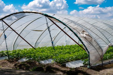 Hollanda 'da plastik film ve tarımla kaplı açık sera inşaatlarında yetişen çiçek açan çilek bitkileri.