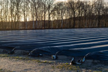 Kuzey Brabant 'ta tarım, Hollanda' da beyaz kuşkonmaz sebzeleri yetiştirmek için siyah plastik film ile kaplı bahar tarlaları