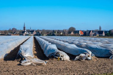 Kuzey Brabant, Hollanda 'da tarım arazilerinde beyaz kuşkonmaz bitkisi yetiştirmek, ilkbaharda, beyaz altın besin