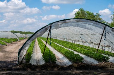 Hollanda 'da plastik film ve tarımla kaplı açık sera inşaatlarında yetişen çiçek açan çilek bitkileri.