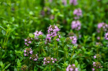 Botanik koleksiyonu, tıbbi ve aromatik bitki satürjası ve kekik çiçeği. Yakın plan.