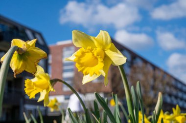Şehre bahar geldi, sarı nergis çiçekleri açtı güneşli bir günde, arka planda modern bir ev ile.