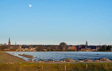 Kuzey Brabant 'ta tarım, Hollanda' da beyaz kuşkonmaz sebzeleri yetiştirmek için siyah plastik film ile kaplı bahar tarlaları