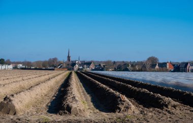 Kuzey Brabant, Hollanda 'da tarım arazilerinde beyaz kuşkonmaz bitkisi yetiştirmek, ilkbaharda, beyaz altın besin