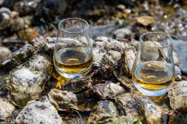 Malt ya da karışık viski tatmak ve deniz yatağında algler, taşlar ve istiridyelerle arka planda, İskoçya, İngiltere 'de özel viski damıtma turları yapmak.