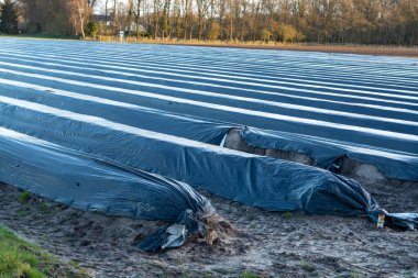 Kuzey Brabant 'ta tarım, Hollanda' da beyaz kuşkonmaz sebzeleri yetiştirmek için siyah plastik film ile kaplı bahar tarlaları