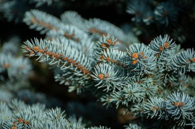 Mavi ladin çiçekleri), ayrıca cogreen ladin ya da mavi-yeşil renkli kozalaklı iğneli Colorado ladin ağacı.