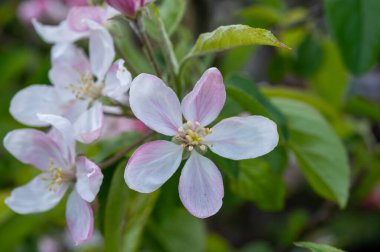 Hollanda, Zeeland 'deki meyve bahçelerinde elma ağaçlarının bahar pembe çiçekleri.