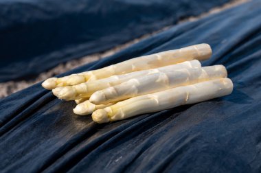 Hollanda 'da yeni beyaz kuşkonmaz hasadı, arka planda siyah plastikle kaplanmış bir sürü kuşkonmaz ve tarla