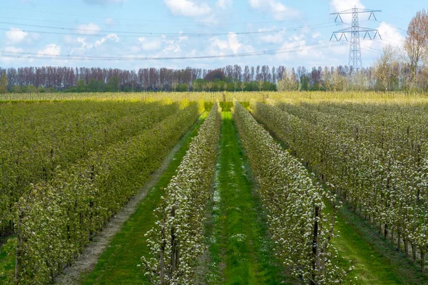 Hollanda, Zeeland 'deki meyve bahçelerinde armut ağaçlarının bahar beyaz çiçeği.