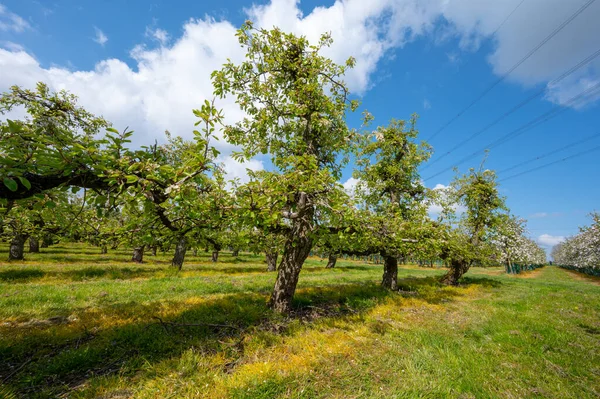 Våren Vit Blomma Päron Träd Fruktträdgårdar Zeeland Nederländerna — Stockfoto