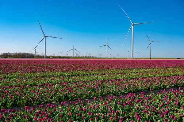 Producción Bulbos Tulipanes Holanda Coloridos Campos Primavera Con Flores Tulipán — Foto de Stock