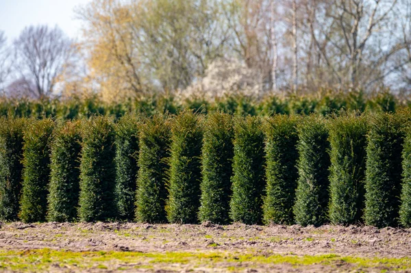 オランダ 北ブラバントの木保育園のプランテーションで栽培されている観賞用の木や植物 — ストック写真
