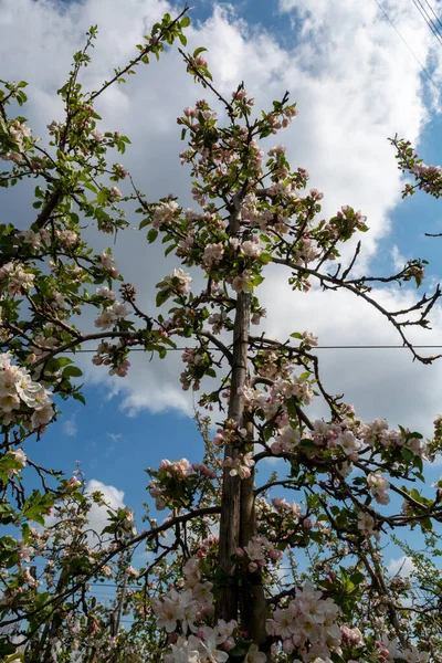Spring Pink Blossom Apple Trees Fruit Orchards Zeeland Netherlands — Stock Photo, Image