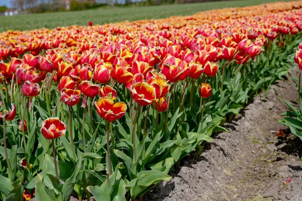 Výroba Cibulí Tulipánů Nizozemsku Barevná Jarní Pole Kvetoucími Tulipánovými Květy — Stock fotografie