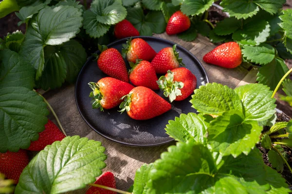곡식을 수확할 딸기가 접시와 나무의 이접혀 — 스톡 사진