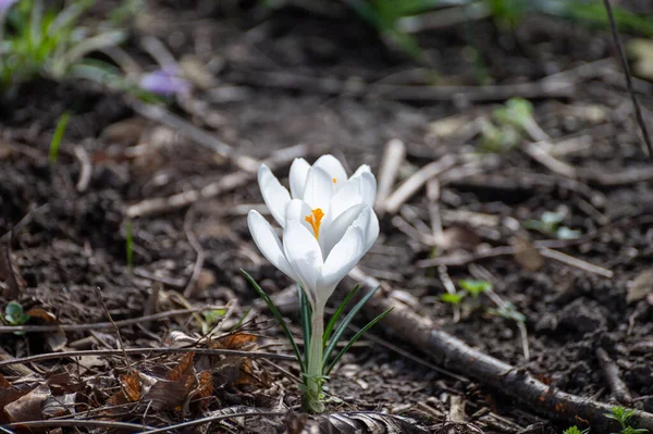 First Spring Flowers Blossom White Crocusses Forest — Stock Photo, Image