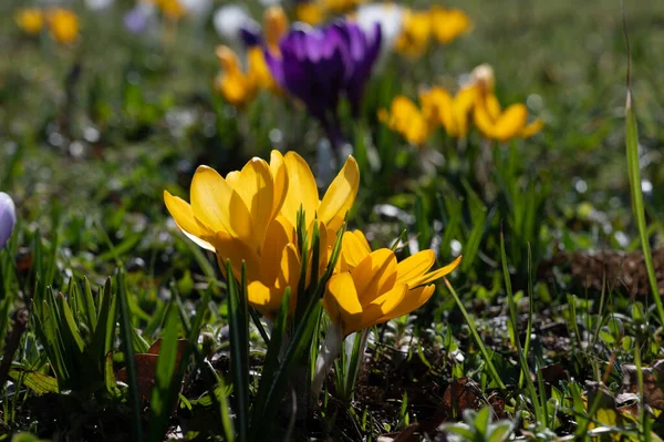 Eerste Lentebloemen Bloesem Van Gele Kruizen Het Bos — Stockfoto