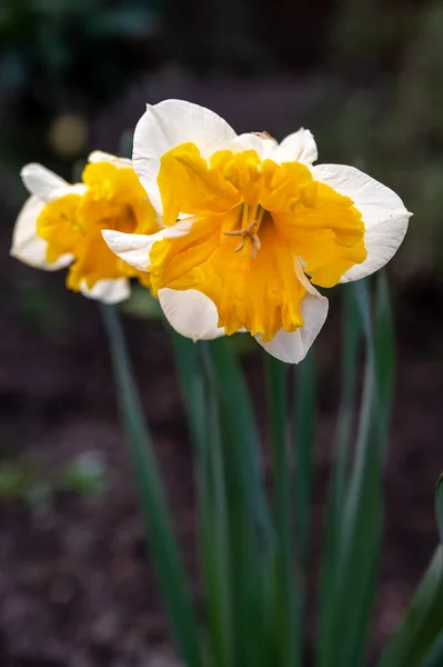 Frühlingsblüte Der Großen Gelb Weißen Narzissen Narzisse Zierpflanzen Garten Aus — Stockfoto