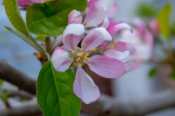 Flor Rosa Primavera Macieiras Pomares Frutas Zelândia Países Baixos — Fotografia de Stock