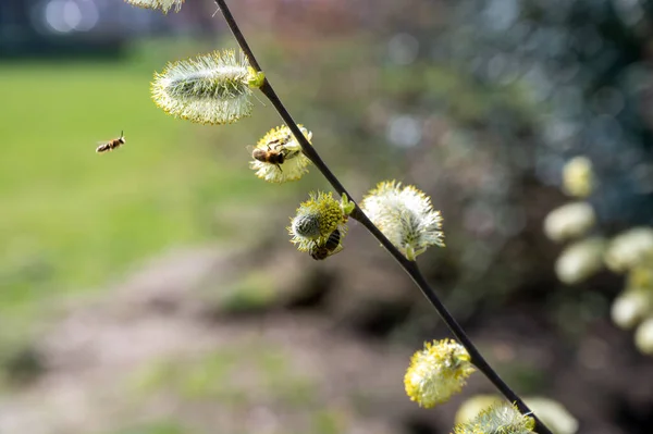 Бджоли Запилюють Весняне Цвітіння Верби Саду Флорі Фауні — стокове фото