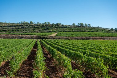 Fransa 'nın güneyindeki Cotes de Provence bölgesindeki üzüm bağlarında toplanan olgun şarap üzümleri hasat etmeye, şarap yapmaya hazır.