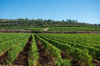 Rows of ripe wine grapes plants on vineyards in Cotes  de Provence, region Provence, south of France, ready to harvest, winemaking in France clipart