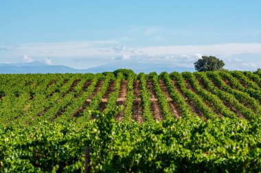 Fransa 'nın güneyindeki Cotes de Provence bölgesindeki üzüm bağlarında toplanmış olgun Syrah şarapları hasat etmeye, şarap yapmaya hazır.