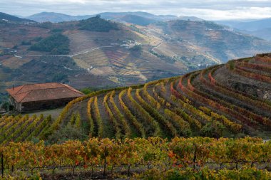 Portekiz 'deki Douro Vadisi' nde dünyanın en eski şarap bölgesinin renkli sonbahar manzarası, teraslı üzüm bağlarında yetişen farklı üzüm bağları, kırmızı, beyaz, yakut ve tawny porto şarabı üretimi.