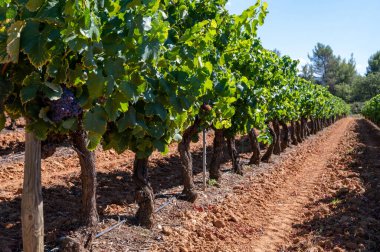 AOC Luberon dağlarının üzüm bağları Apt yakınlarında kırmızı kil toprak, Vaucluse, Provence, Fransa 'da yetişen eski üzüm gövdeleri