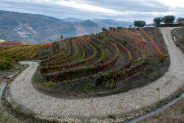 Portekiz 'deki Douro Vadisi' nde dünyanın en eski şarap bölgesinin renkli sonbahar manzarası, teraslı üzüm bağlarında yetişen farklı üzüm bağları, kırmızı, beyaz, yakut ve tawny porto şarabı üretimi.