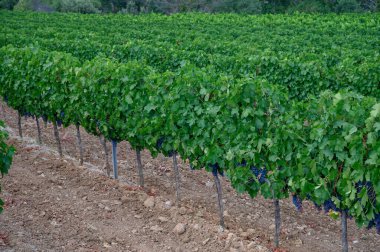 Cotes de Provence, Provence bölgesi Provence, Fransa 'nın güneyi Saint-Tropez' de hasat etmeye hazır üzüm bağları, Fransa 'da gül şarabı üretimi