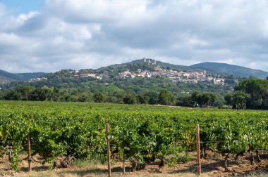 Fransa 'nın güneyinde, Grimaud, Provence bölgesi yakınlarındaki Cotes de Provence' deki üzüm bağlarında olgunlaşmış şarap üzümleri Fransa 'da gül şarabı üretiliyor.