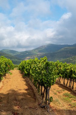 Fransa 'nın güneyinde, Collobrieres, Provence bölgesi yakınlarındaki Cotes de Provence' deki üzüm bağlarında olgun şarap üzümleri, Fransa 'da gül şarabı üretimi.