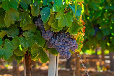 AOC Luberon dağlarının bağları Apt yakınlarında kırmızı kil toprak, Vaucluse, Provence, Fransa 'da yetişen eski üzüm gövdeleri ile. Kırmızı veya gül şarabı üzümü hasat etmeye hazır..