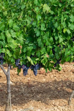 Fransa 'nın güneyindeki Cotes de Provence bölgesindeki üzüm bağlarında toplanmaya hazır gül ya da kırmızı şarap yapımında kullanılan olgun siyah ya da mavi Syrah veya el yapımı şarap üzümleri.