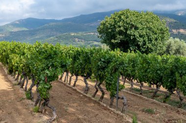 Fransa 'nın güneyinde, Collobrieres, Provence bölgesi yakınlarındaki Cotes de Provence' deki üzüm bağlarında olgun şarap üzümleri, Fransa 'da gül şarabı üretimi.