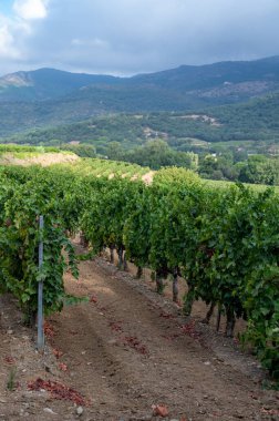 Fransa 'nın güneyinde, Collobrieres, Provence bölgesi yakınlarındaki Cotes de Provence' deki üzüm bağlarında olgun şarap üzümleri, Fransa 'da gül şarabı üretimi.