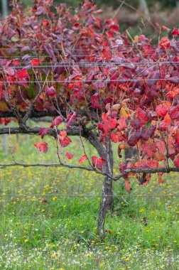 Portekiz 'in en eski şarap bölgesi olan Douro Vadisi' nde, hasat sonrası üzüm bağlarında yetişen çeşitli kırmızı üzümler, kırmızı, beyaz ve porto şarabı üretimi.
