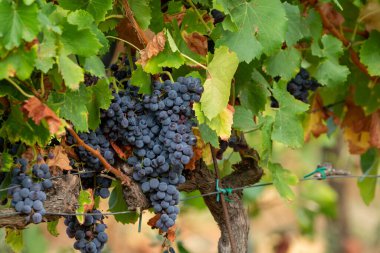 Fransa 'nın güneyindeki Cotes de Provence bölgesindeki üzüm bağlarında toplanmaya hazır gül ya da kırmızı şarap yapımında kullanılan olgun siyah ya da mavi Syrah üzümleri.