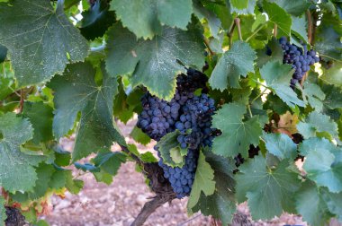 Fransa 'nın güneyindeki Cotes de Provence bölgesindeki üzüm bağlarında toplanmaya hazır gül ya da kırmızı şarap yapımında kullanılan olgun siyah ya da mavi şaraplı üzümler.